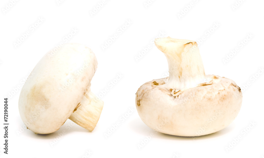 white mushrooms on a white background white mushrooms on a white background
