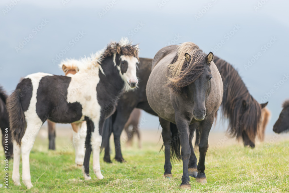 Obraz premium Icelandic Wild Horses in the Pasture