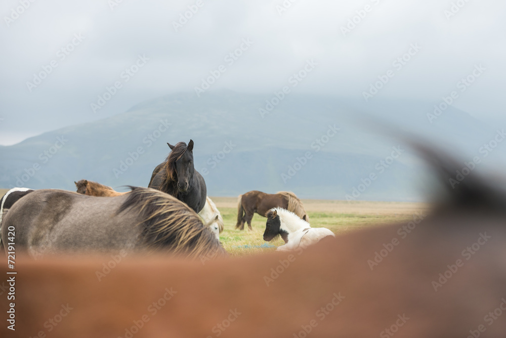 Obraz premium Icelandic Wild Horses in the Pasture