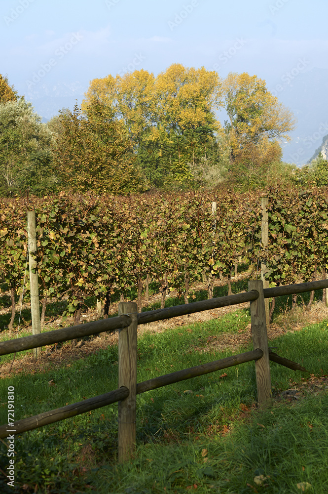 Obraz premium autunno