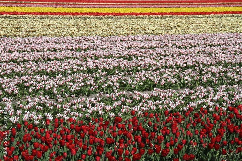Flower fields at the Keukenhof in The Netherlands