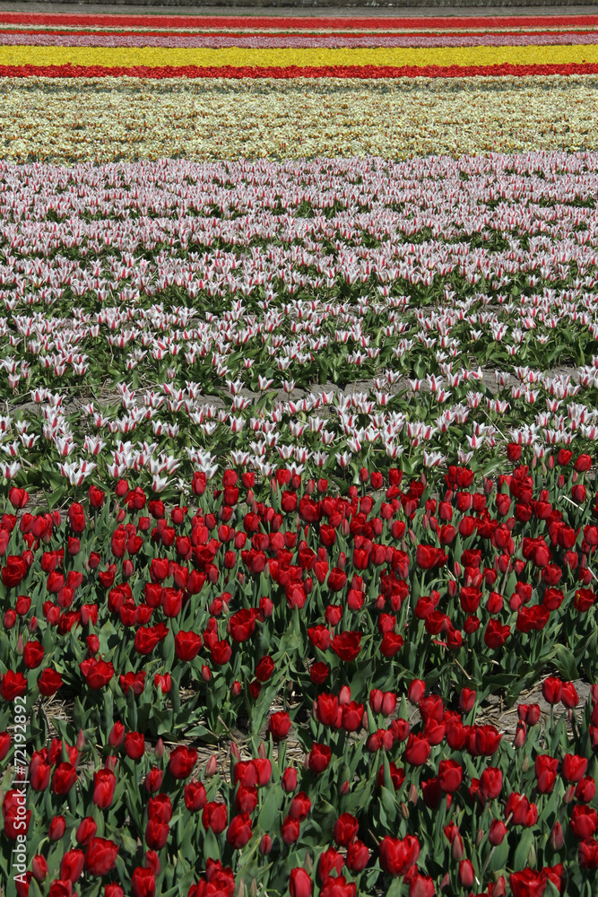 Flower fields at the Keukenhof in The Netherlands