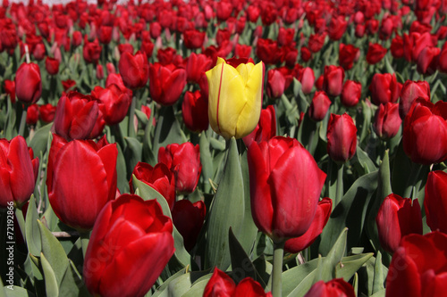 Yellow tulip standing out