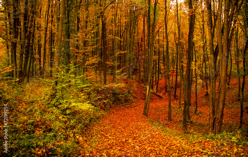 Path through autumn forest