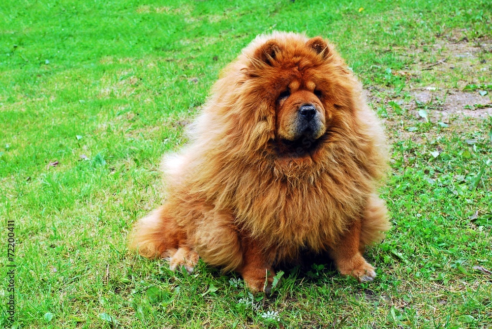 Red chow chow dog on a green grass - obrazy, fototapety, plakaty 