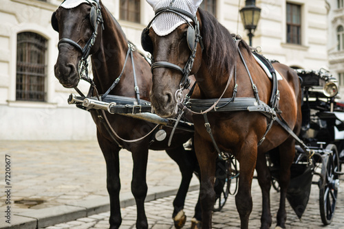 Horse drawn carriage © delusi