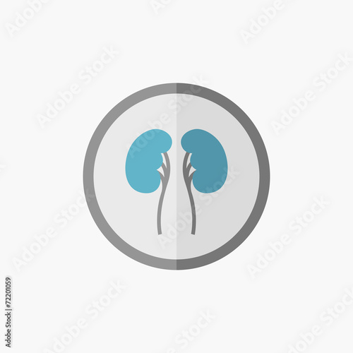 Kidneys Flat Icon
