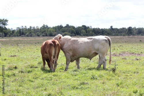 Bull & Cow in Field