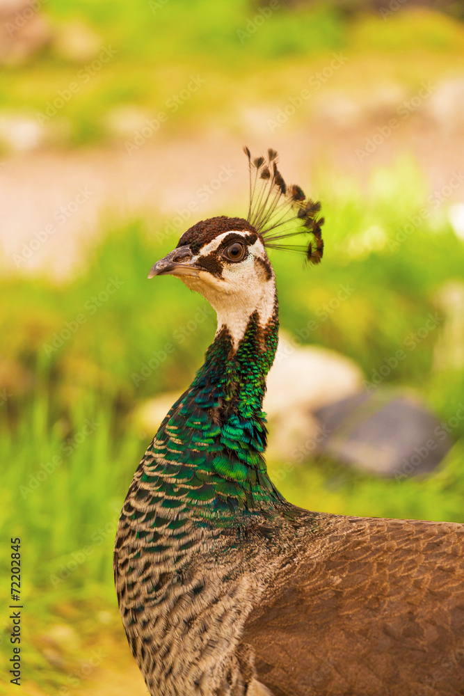 Peacock female