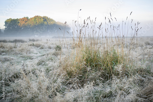 Fototapeta Naklejka Na Ścianę i Meble -  Beautiful Autumn Fall foggy dawn landscape over frost covered fi