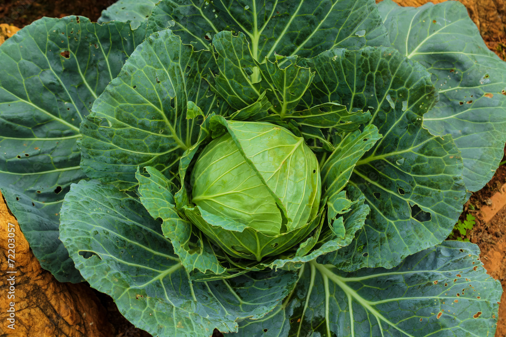 Fototapeta premium Cabbage