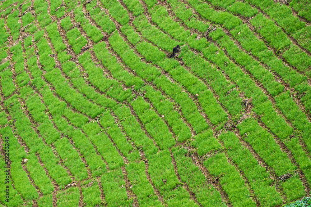 The green layer of nature in cultivation field in Northern Thailand. The green layer of nature in cultivation field in Northern Thailand.