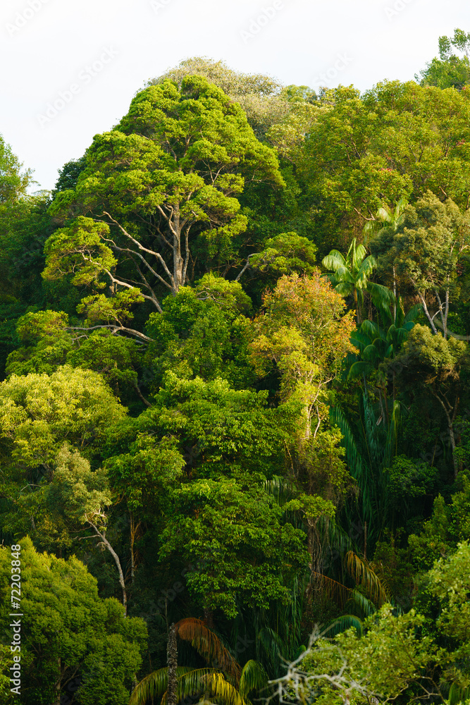 Fototapeta premium Rainforest canopy