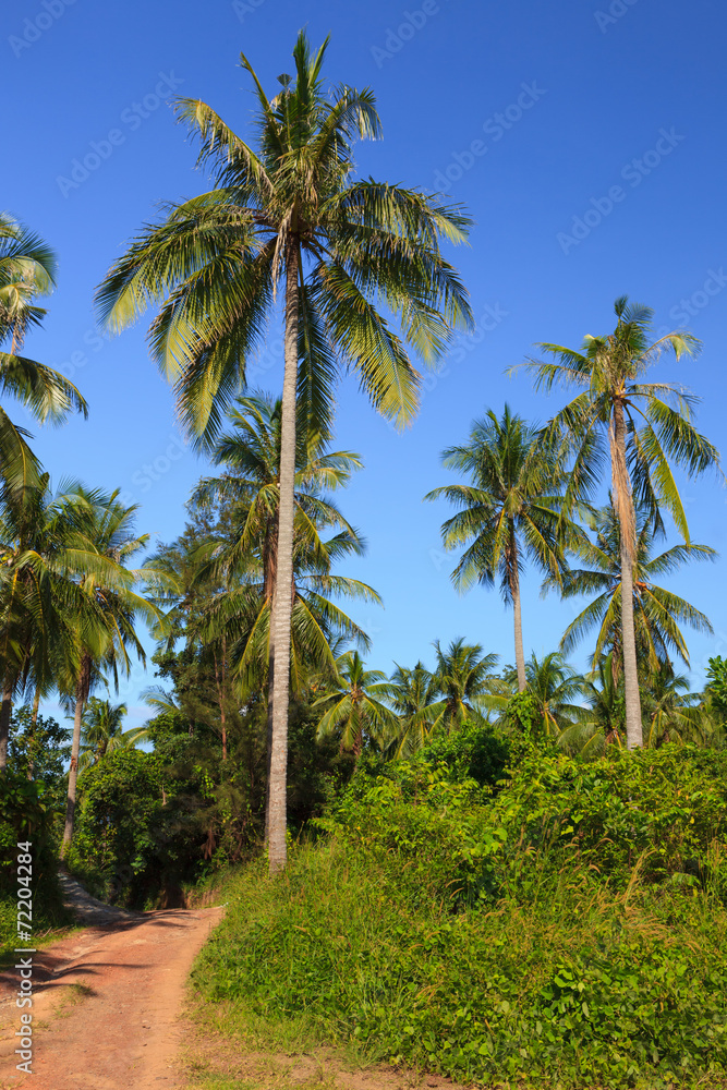 Tropical meadow and road with palm trees and clear blue sky