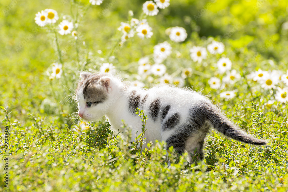 Kitty is on the background field of daisies