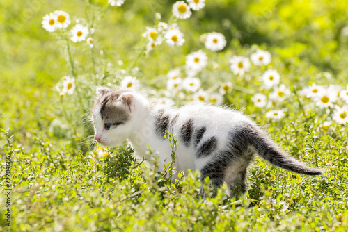 Kitty is on the background field of daisies