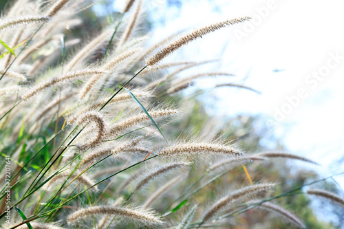 Natural flower of grass