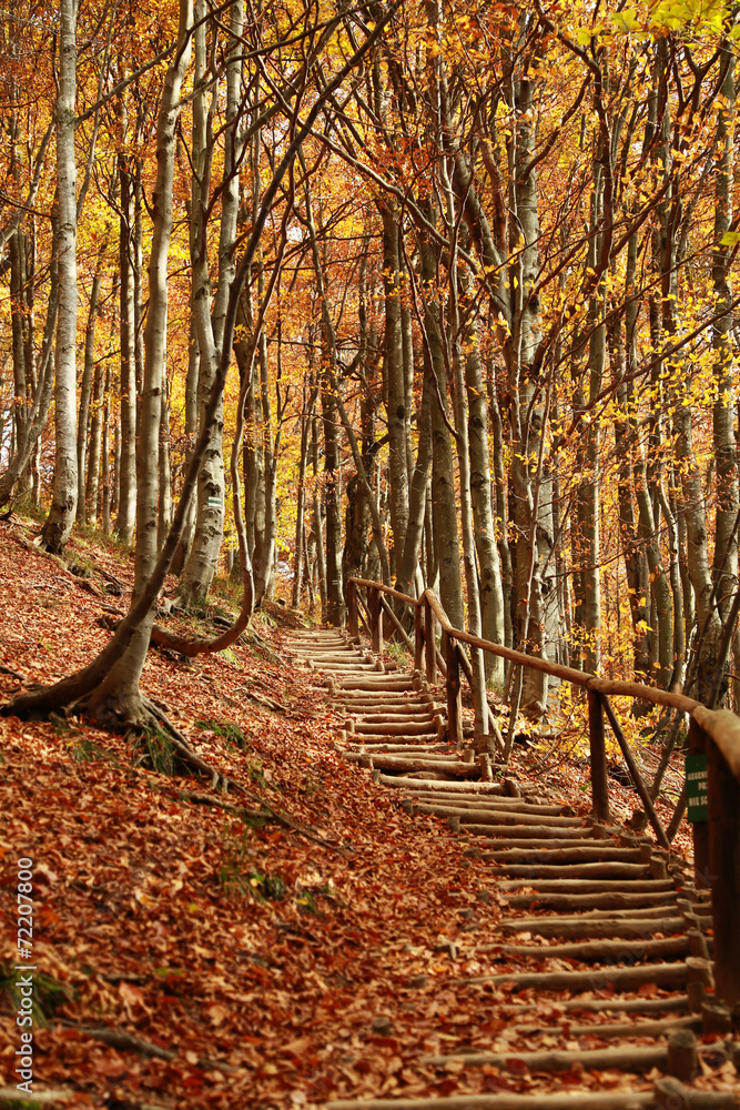 Obraz premium szlak jesienny