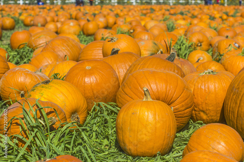 pumpkins on a field