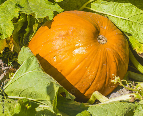 single pumpkin on a field close up