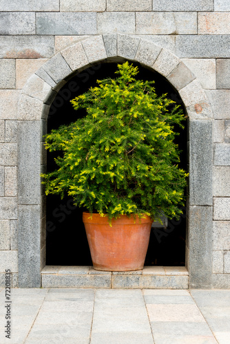 Tree in a pot on brick wall