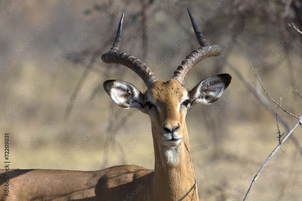 Portrait of an impala ram