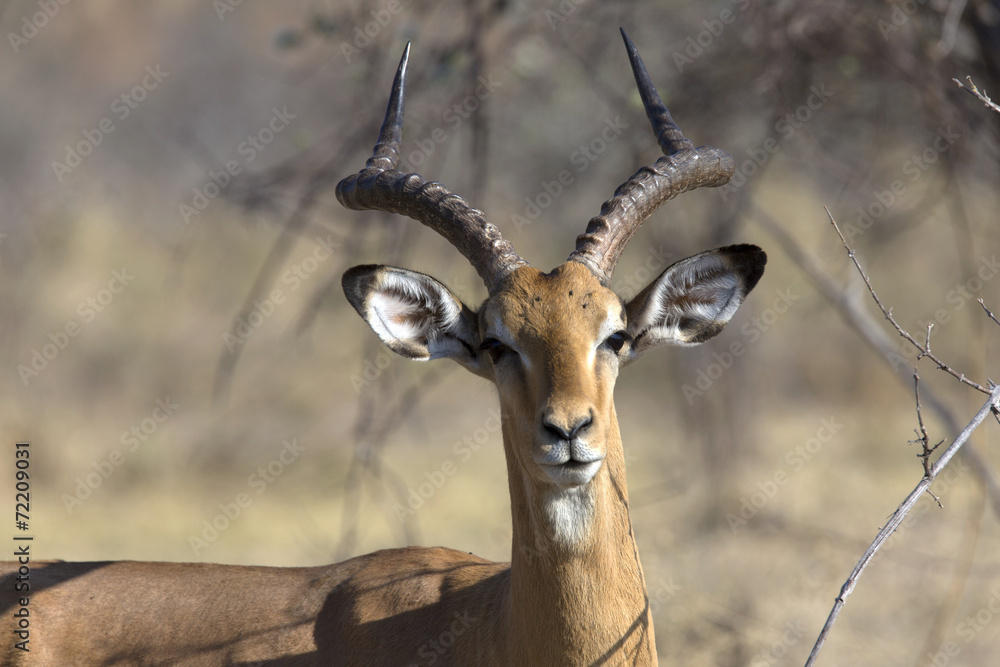 Portrait of an impala ram Portrait of an impala ram