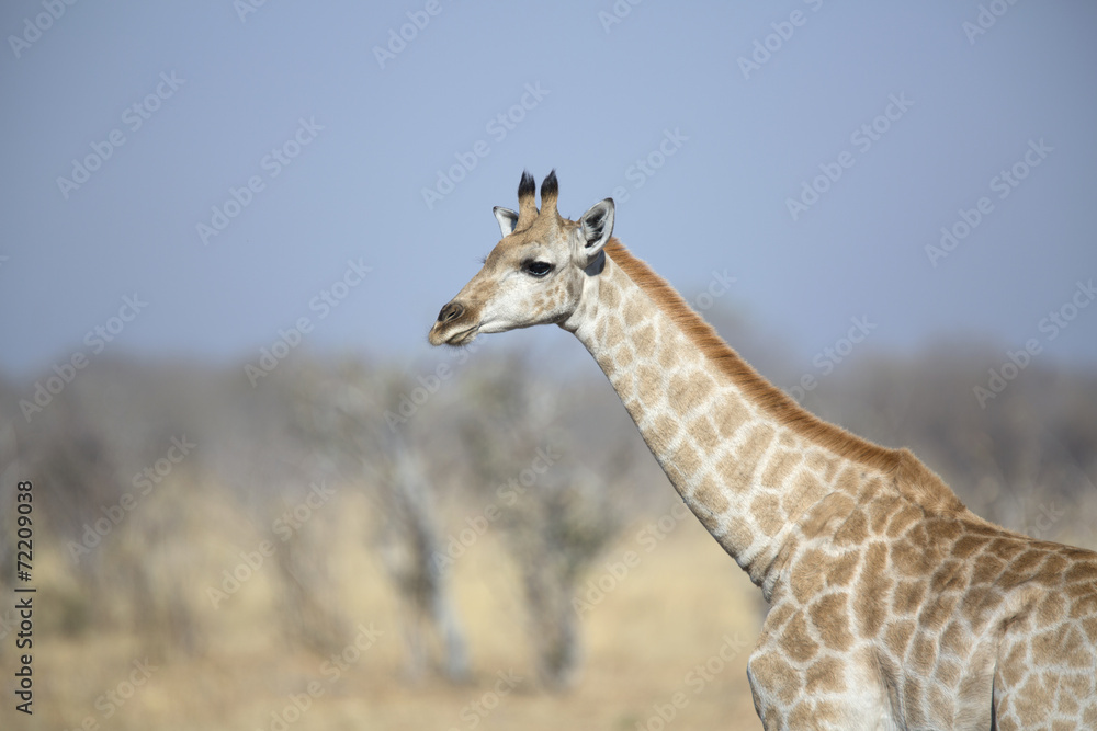 Young wild female giraffe in the african savannah Young wild female giraffe in the african savannah