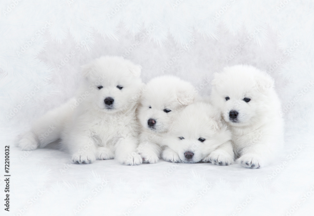 Four Samoyed puppies