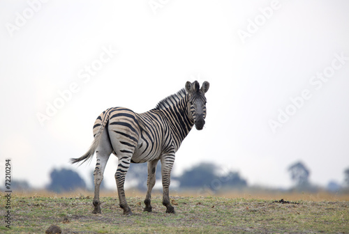 Wild zebra in the horizon