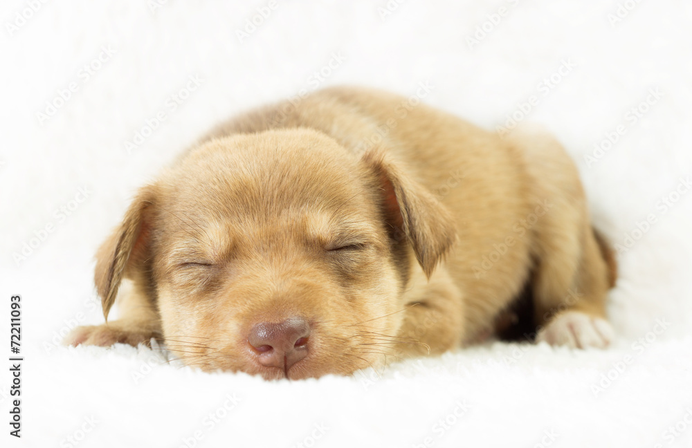 lovely puppy mutts sleeping on a white bedspread lovely puppy mutts sleeping on a white bedspread