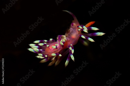 Nudibranche flabeline fond noir