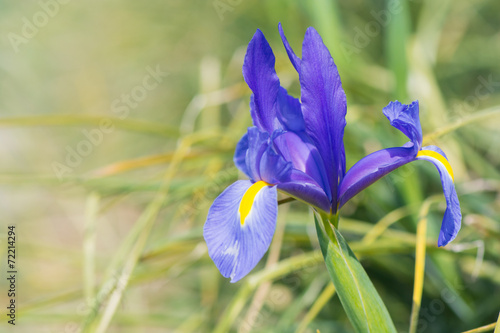 Iris Blue magic