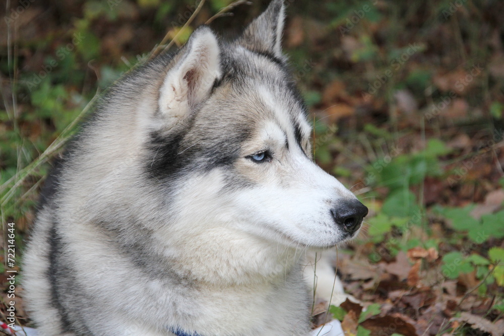 husky husky