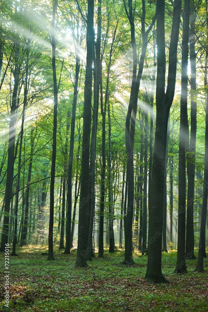 Obraz premium forest