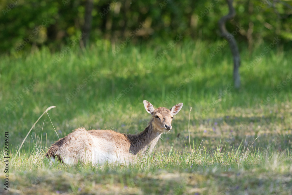 Roe deer laying in high grass Roe deer laying in high grass