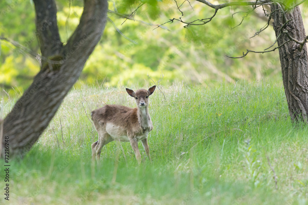 Roe deer standing in high grass Roe deer standing in high grass
