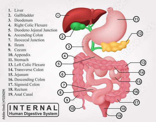 The Part Of Internal Human Digestive System IllustratioN