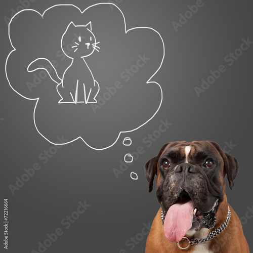 Fototapeta Naklejka Na Ścianę i Meble -  Hundetraum - Katze