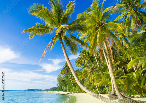 Beautiful Beach Palm Panorama © alma_sacra