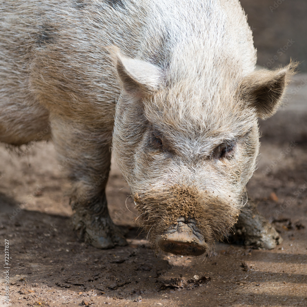 nose of dirty grey african swine standing on earth ground nose of dirty grey african swine standing on earth ground