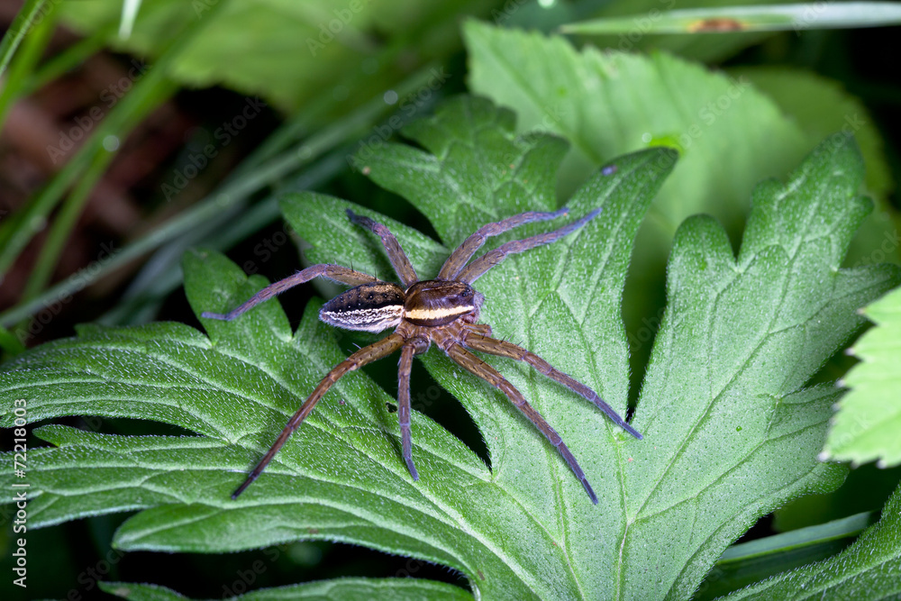 Raft spider, dolomedes fimbriatus on a green leaf Raft spider, dolomedes fimbriatus on a green leaf