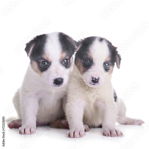 two puppies mestizo