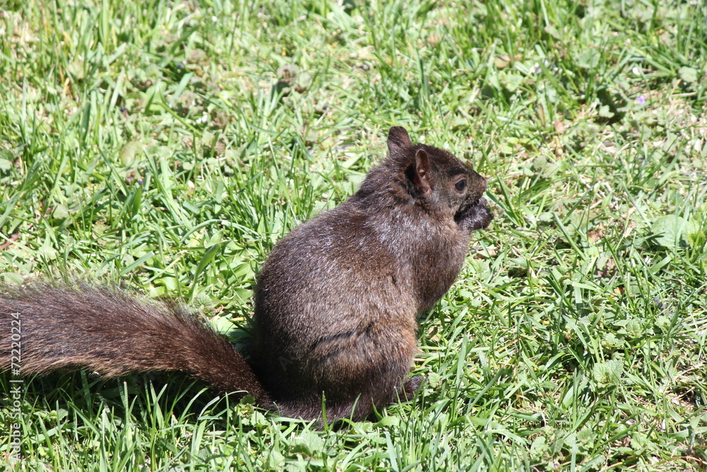 Fototapeta premium Squirrel, Black