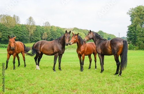 Vier junge Pferde auf der Pferdekoppel