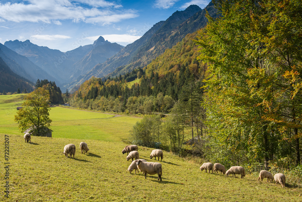 Herde Schafe im Trettachtal mit Trettachspitze im Allgäu
