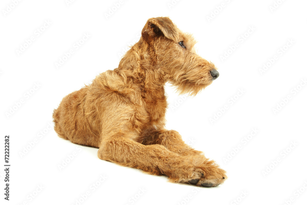 Purebred dog Irish Terrier Purebred dog Irish Terrier