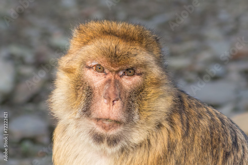 Funny monkey portrait