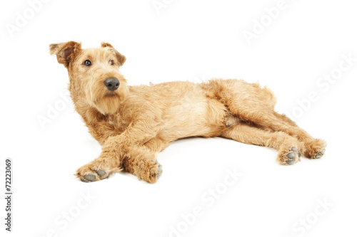 Purebred dog Irish Terrier