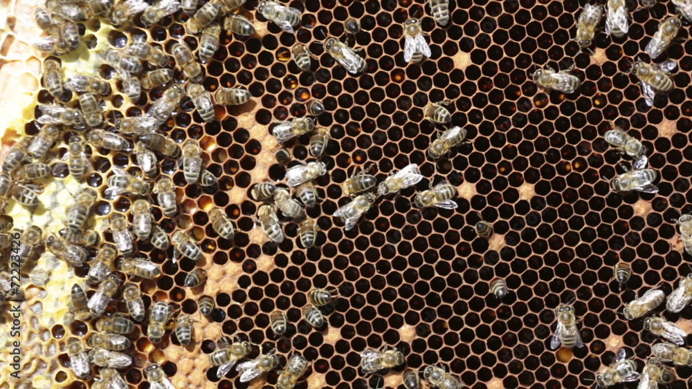 Close up view of the working bees on honeycells Close up view of the working bees on honeycells